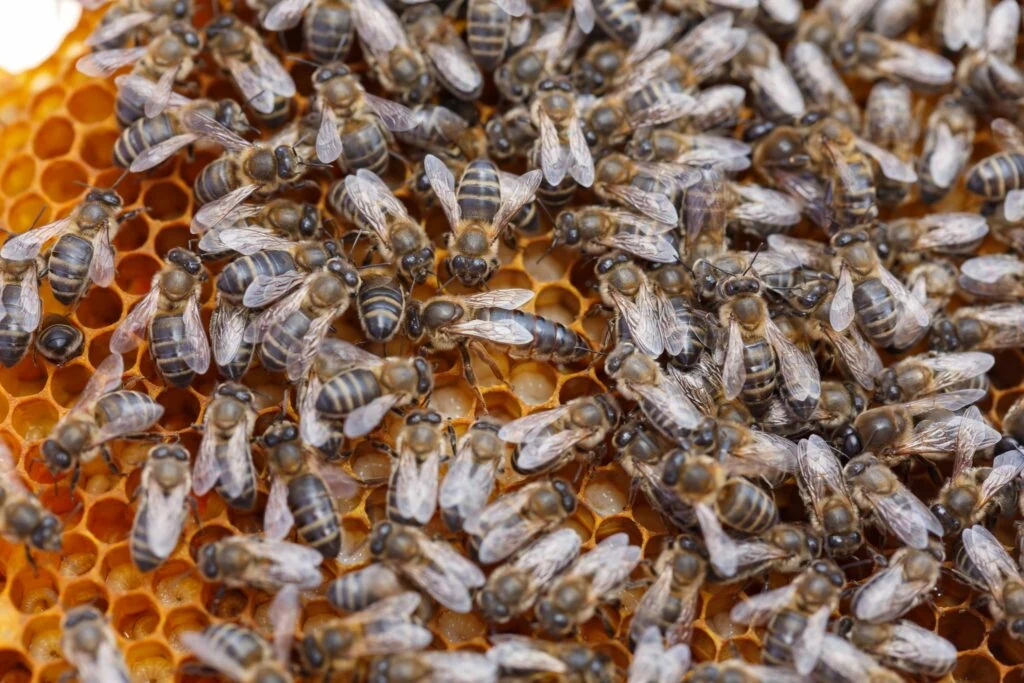 Biodiversità e api