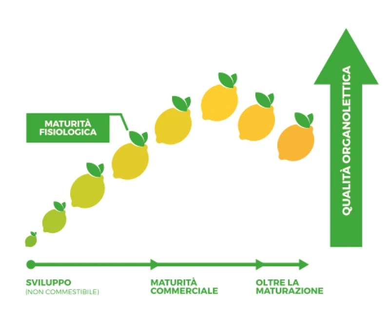 Limoni Biologici all’Etilene?! No grazie!