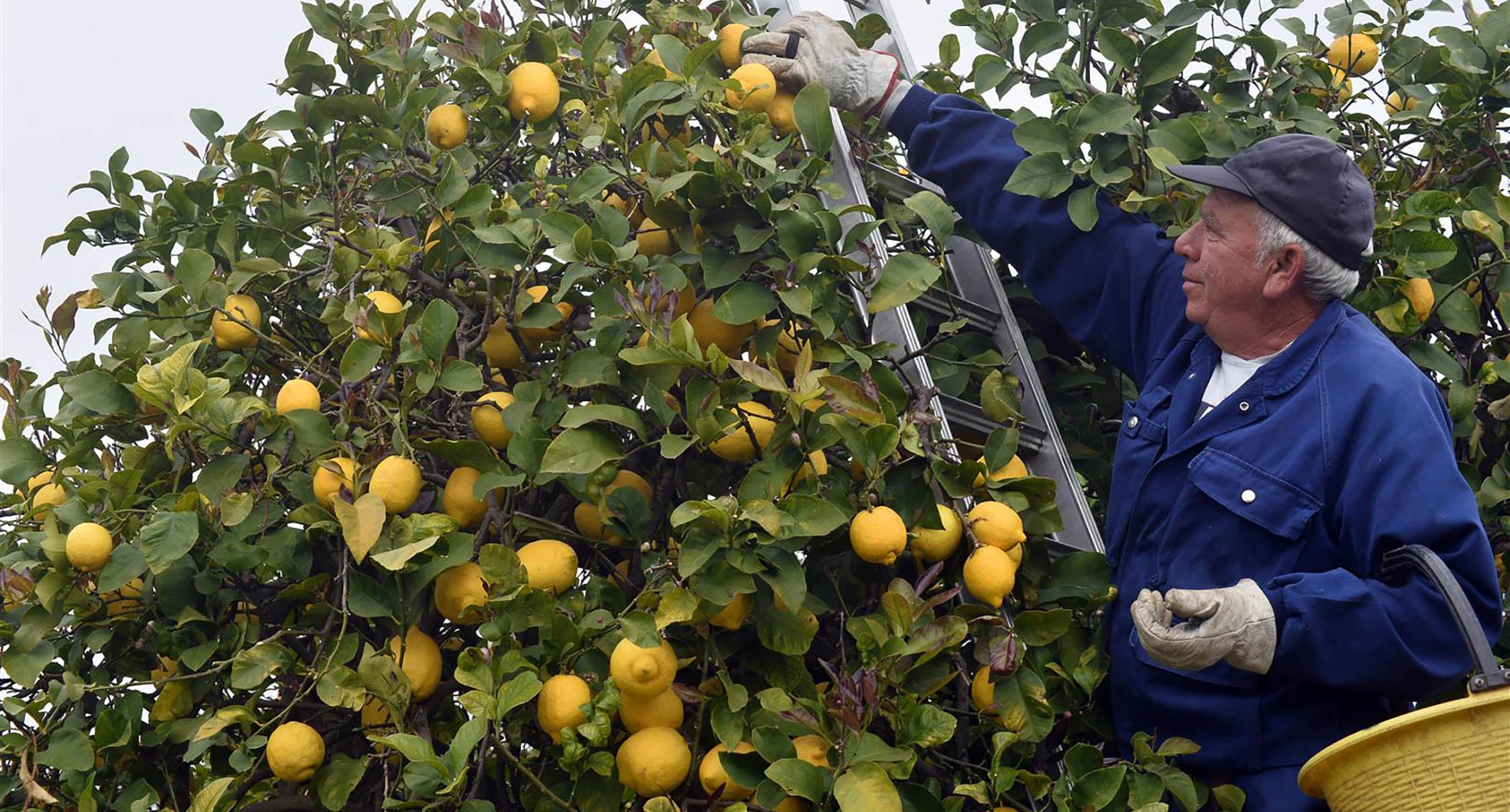 Raccolta dei limoni PASAM