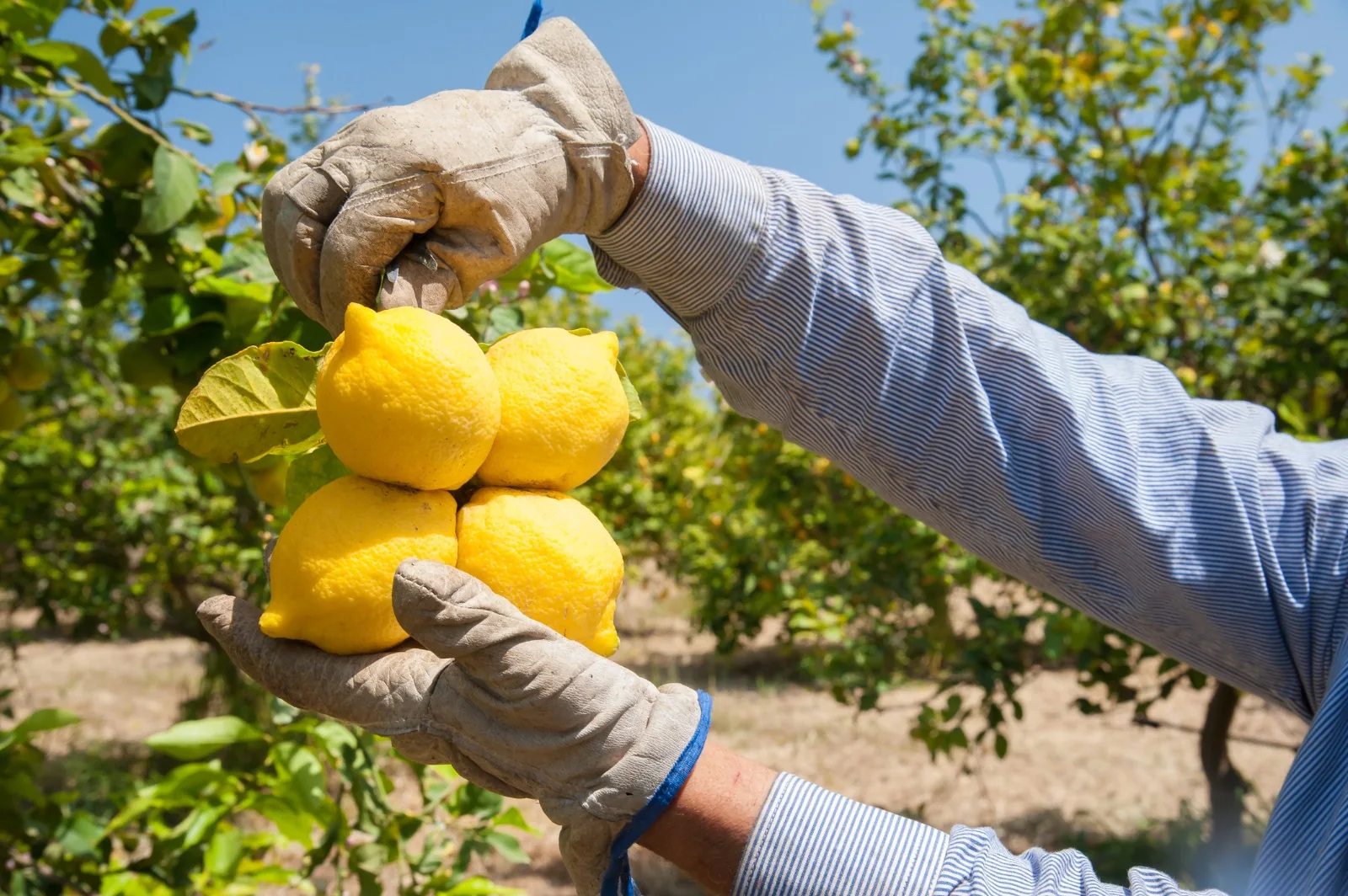 Limoni raccolti a mano negli agrumeti PASAM